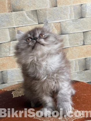 Persian male kitten